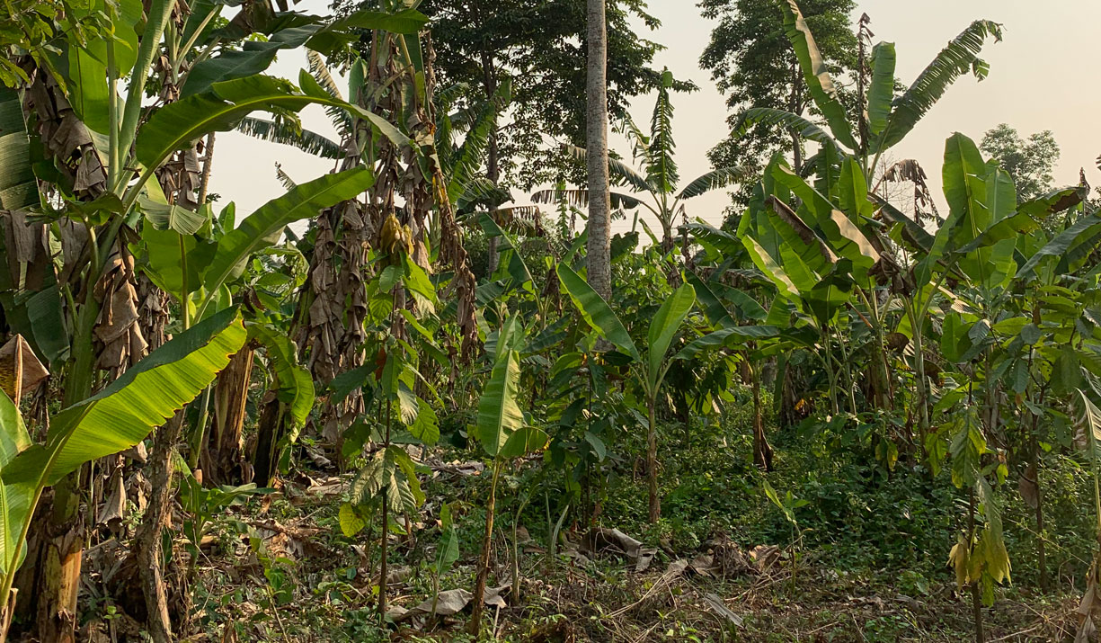 abocfa-1